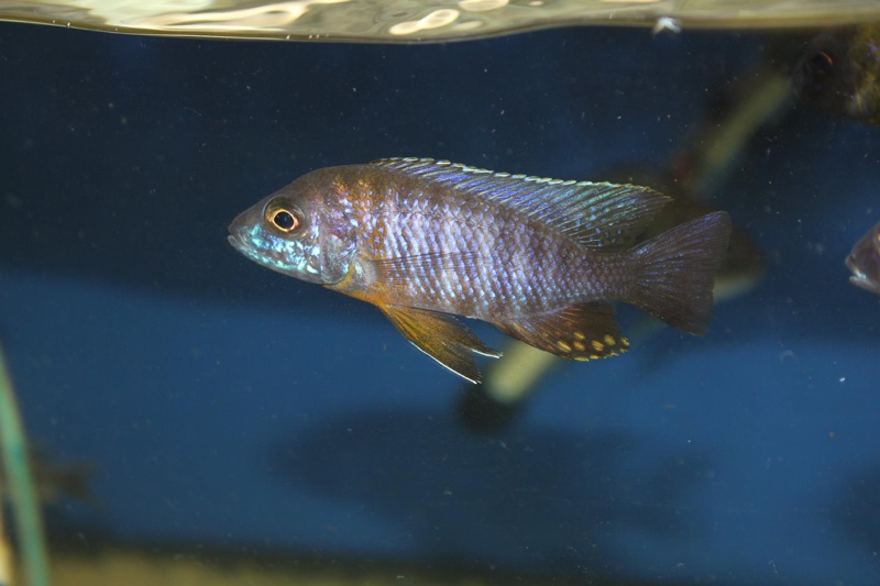 Aulonocara saulosi 'Likoma Island'